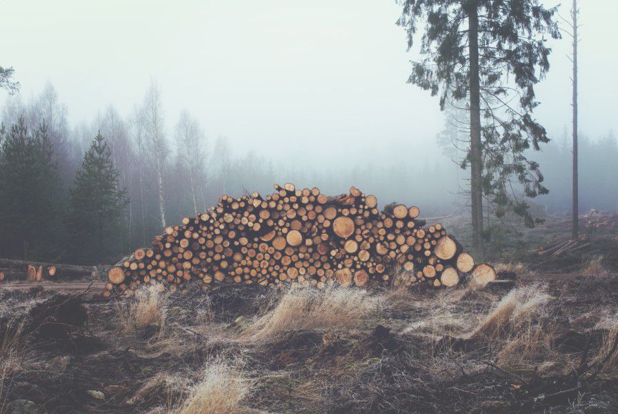 Large Stack Logs Free Stock HD Photo