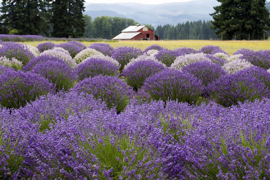 Landscape Nature Outdoors Free Stock HD Photo