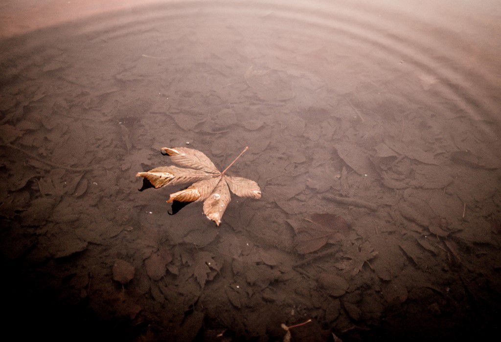 Leaf With Water Ripple Free Stock HD Photo