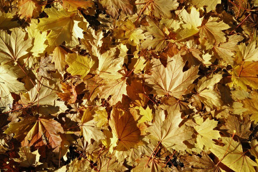 Leaves in Autumn Fall Free Stock HD Photo