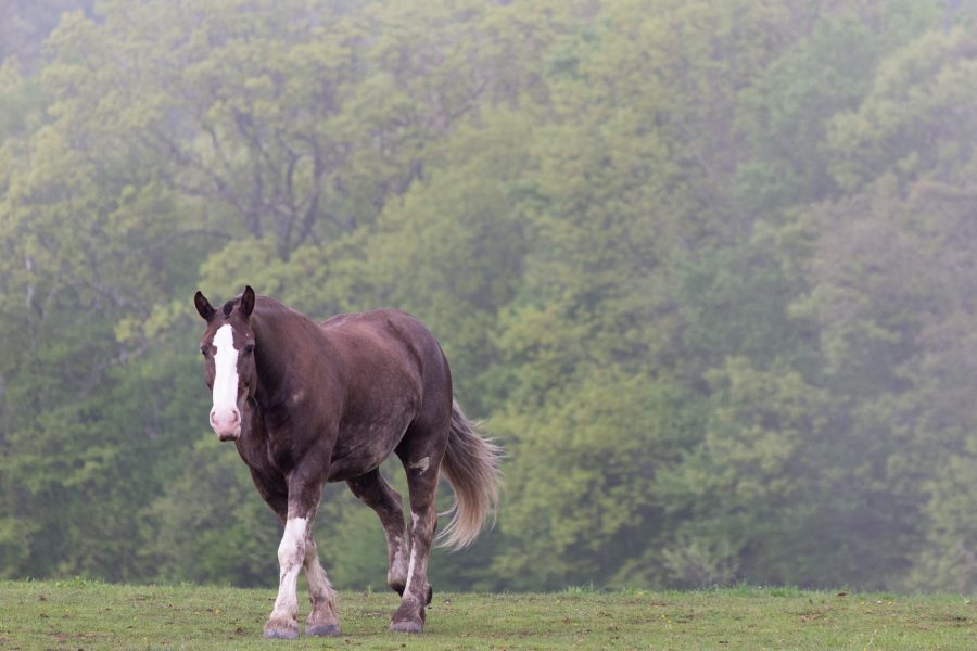 Horse in Foggy Pasture Free Stock HD Photo