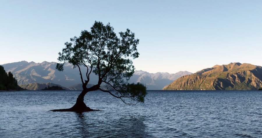 Lone Tree in Water Free Stock HD Photo