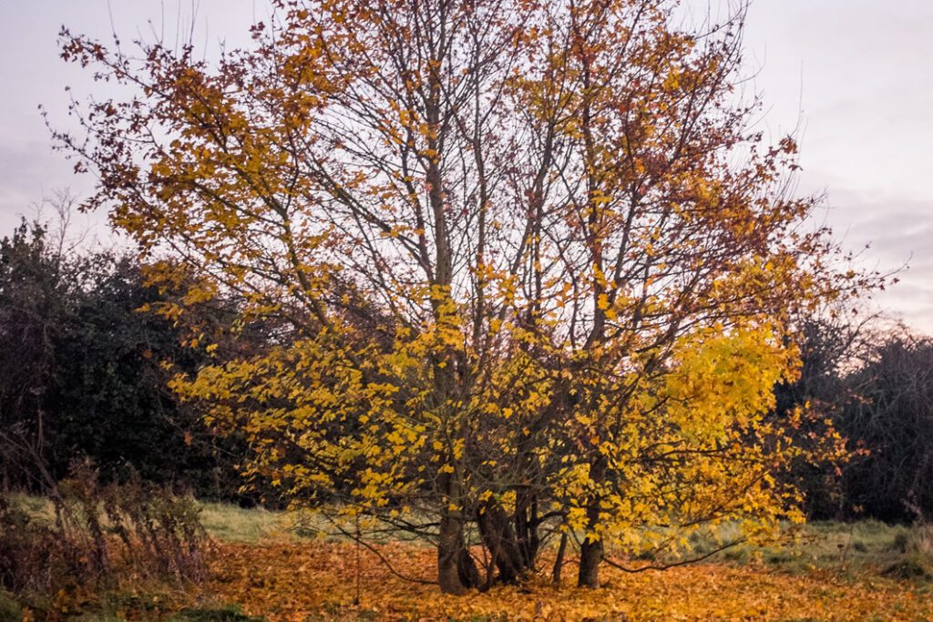 Lonely Tree in Autumn Free Stock HD Photo