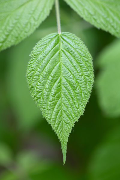 Macro Plant Leaf Free Stock HD Photo