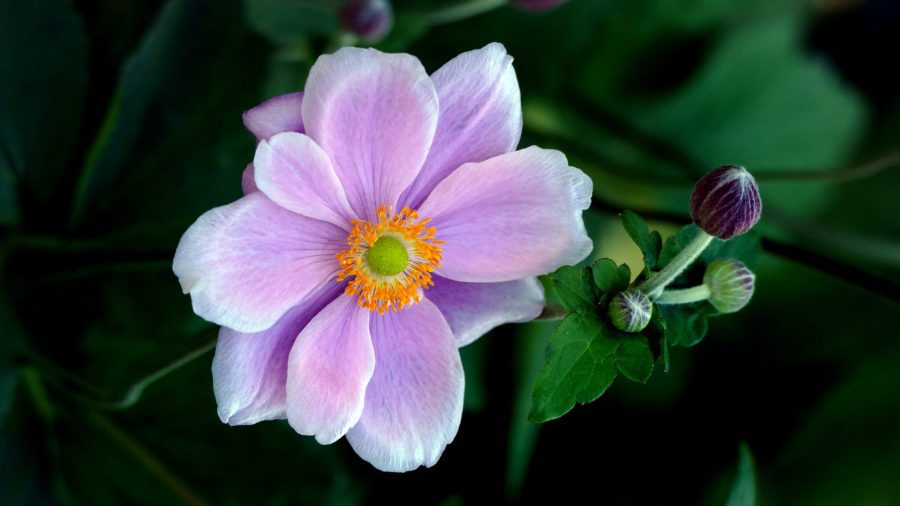 Pink Flower Close up Free Stock HD Photo