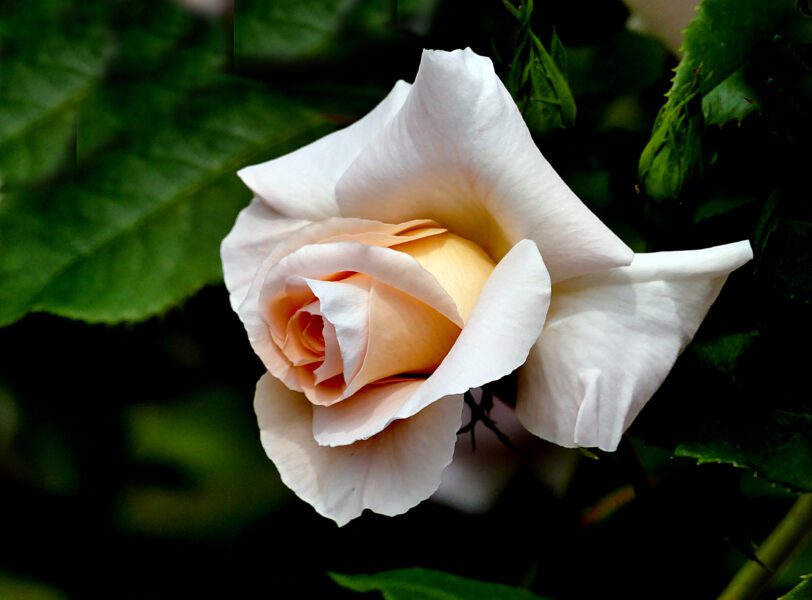 White Rose Close up Free Stock HD Photo