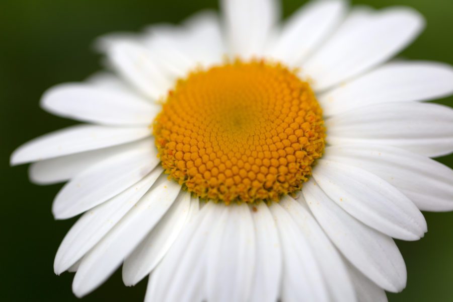 White Daisy Free Stock HD Photo