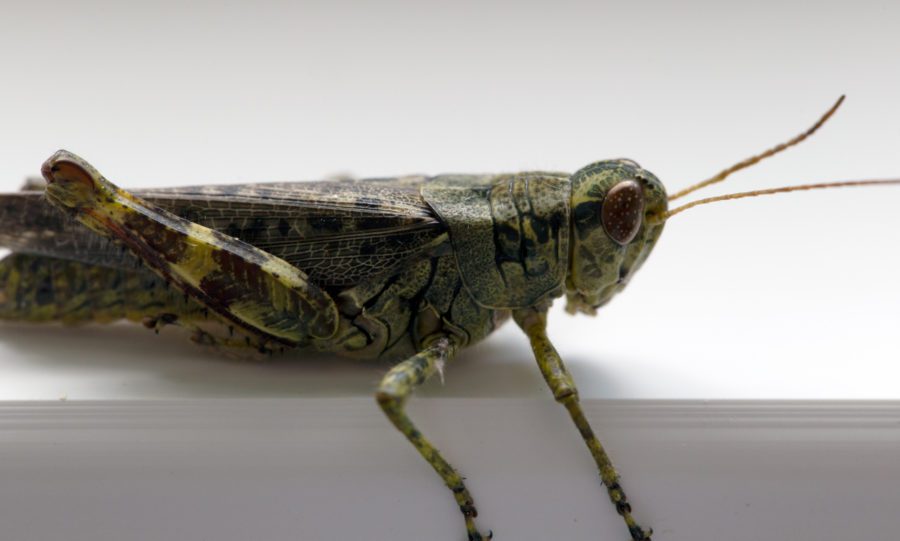 Grasshopper Macro Free Stock HD Photo