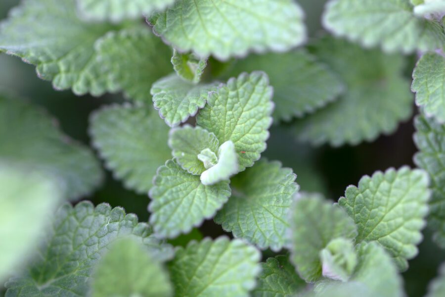 Plant Leaves Close up Free Stock HD Photo