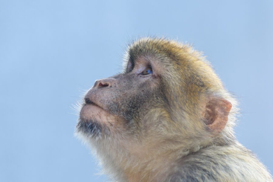 Monkey Portrait Animal Free Stock HD Photo