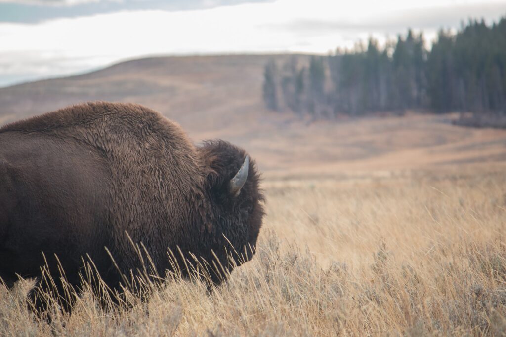 Bison Nature Wildlife Free Stock HD Photo