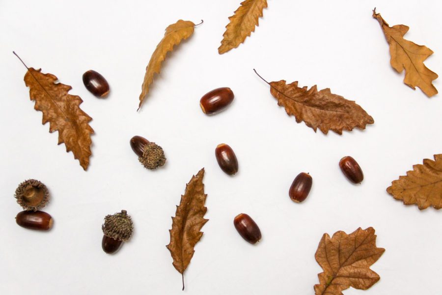 Acorns Leaves Free Stock HD Photo