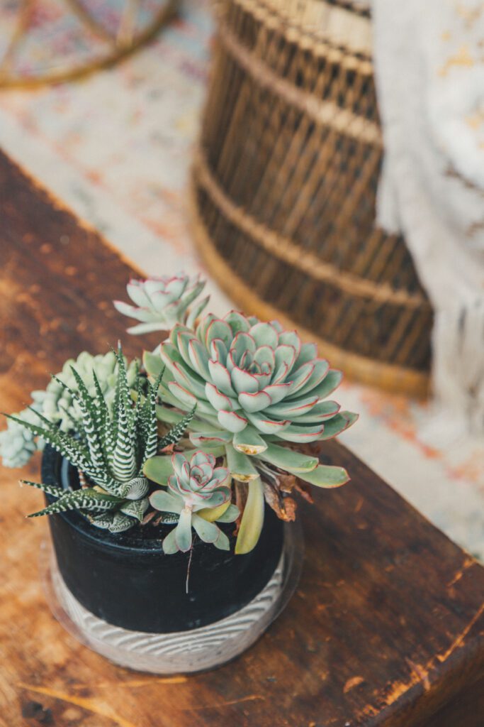 Potted Plant House Free Stock HD Photo