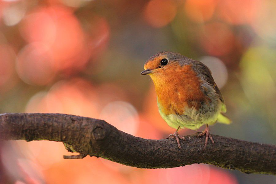 Bird Tree Free Stock HD Photo