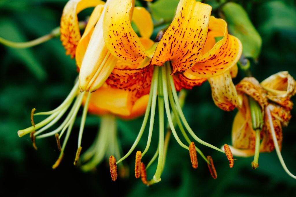 Orange Flower Garden Free Stock HD Photo