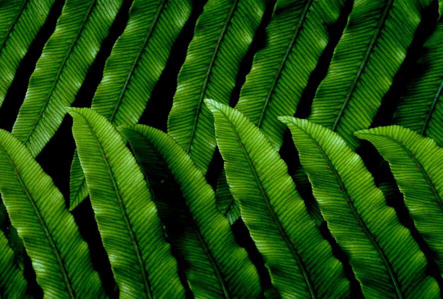 Green Leaves Pattern Free Stock HD Photo