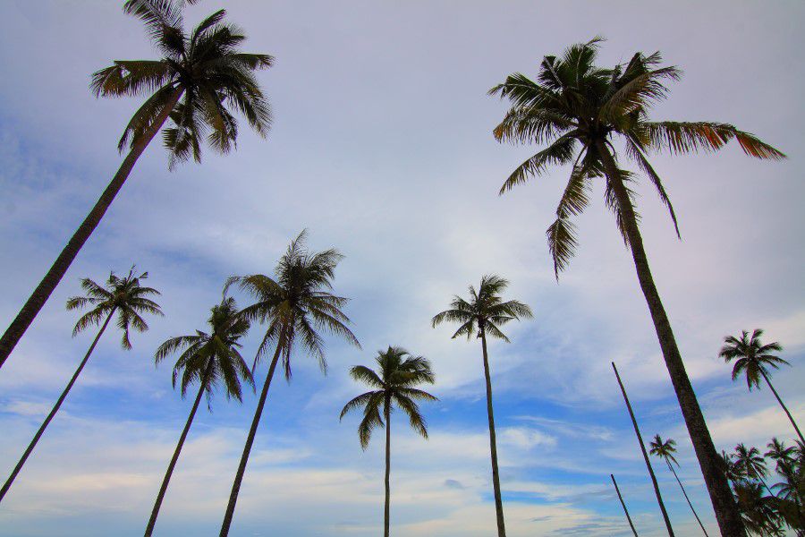 Palm Trees Free Stock HD Photo