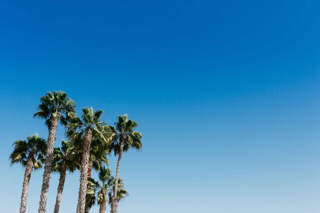 Palm Trees With a Blue Sky Free Stock HD Photo