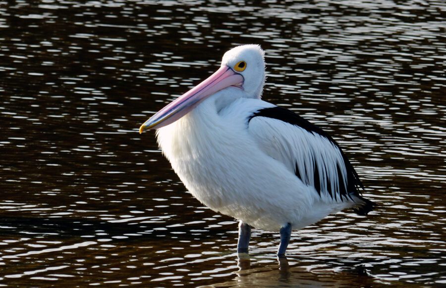 Pelican Water Bird Free Stock HD Photo