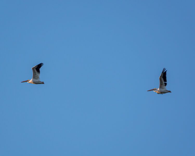 Birds Flying Sky Free Stock HD Photo