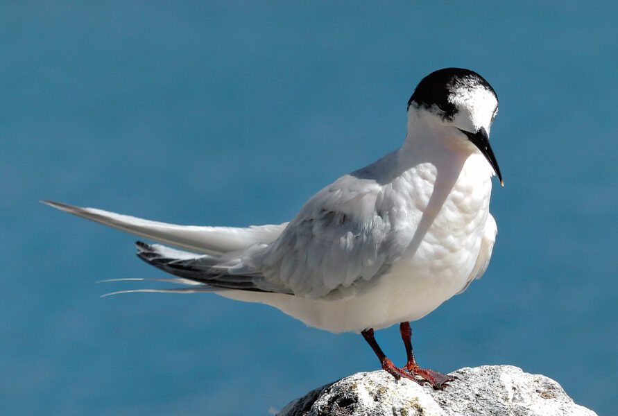 Bird Shore Water Free Stock HD Photo