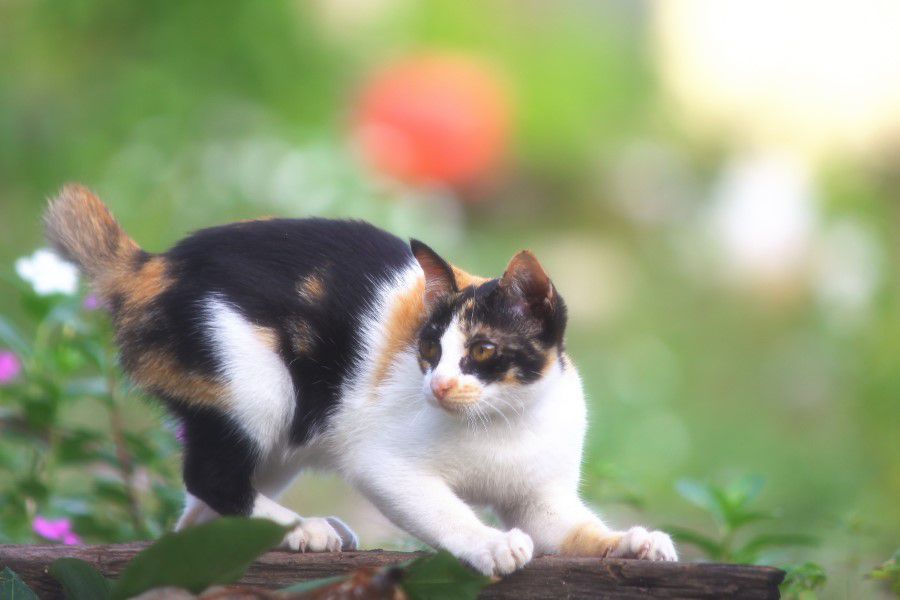 Pet Cat in Garden Free Stock HD Photo