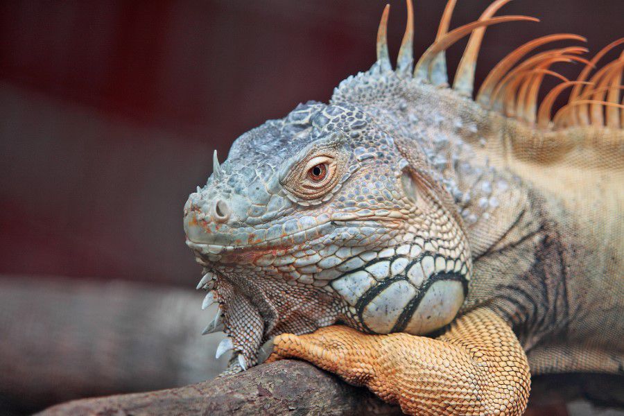 Pet Reptile Lizard Free Stock HD Photo