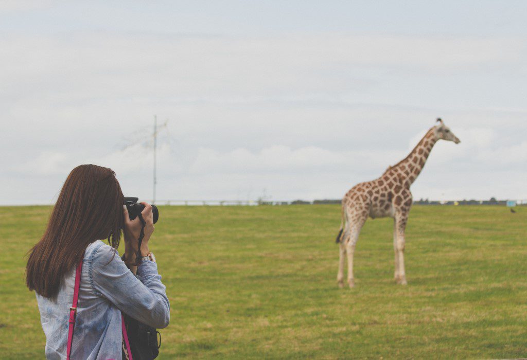 Photographing a Giraffe Free Stock HD Photo