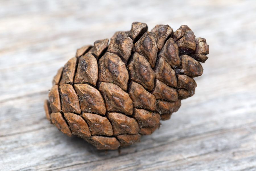 Pine Cone Free Stock HD Photo