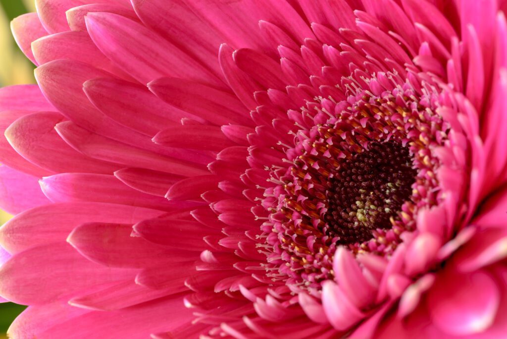 Pink Flower Macro Free Stock HD Photo