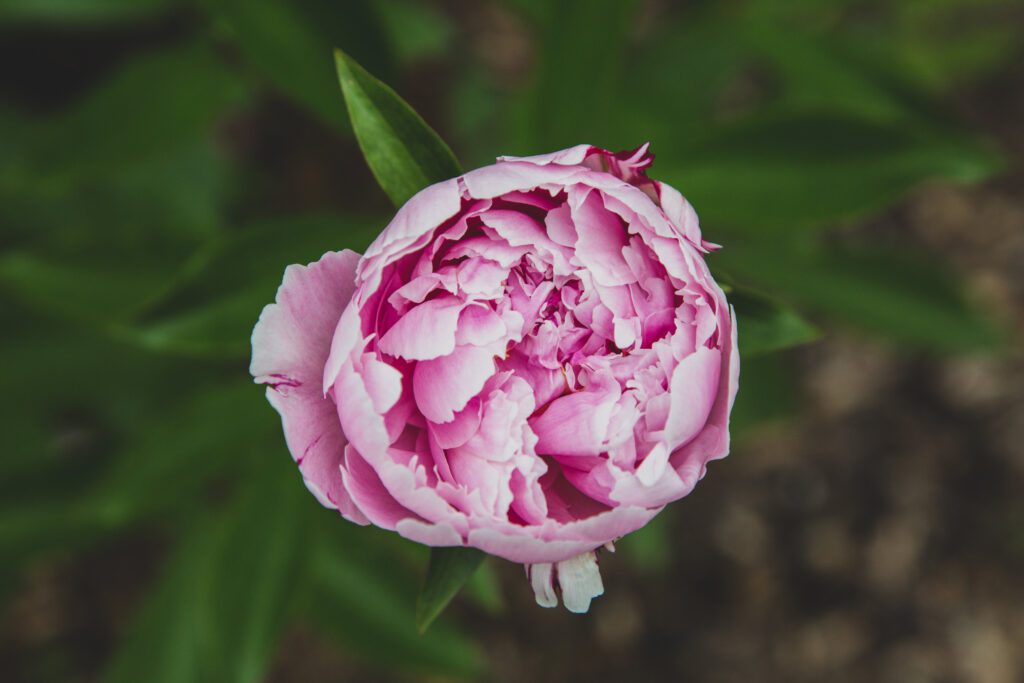 Flower Pink Bloom Free Stock HD Photo