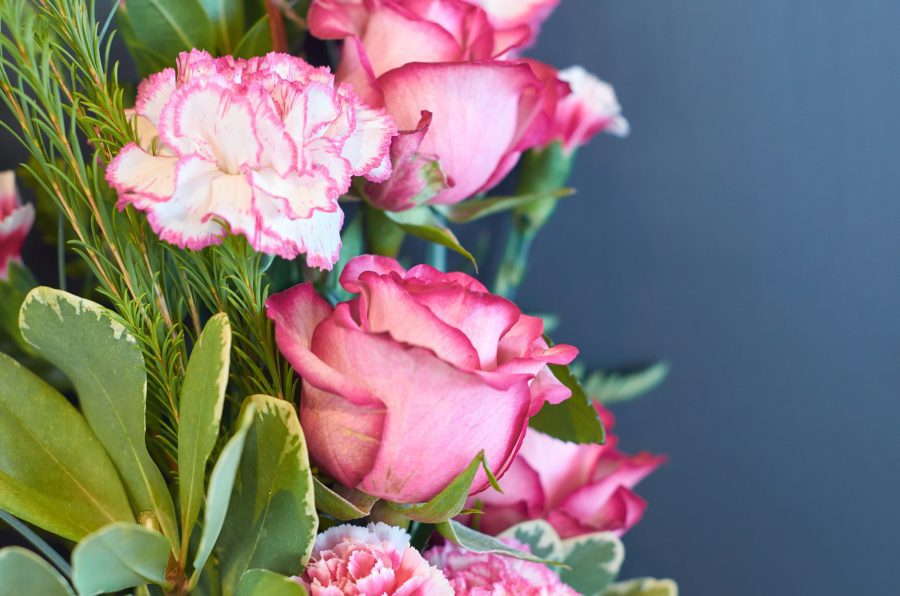 Pink Roses Macro Free Stock HD Photo