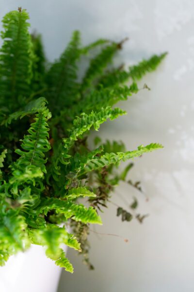 House Plant Fern Free Stock HD Photo