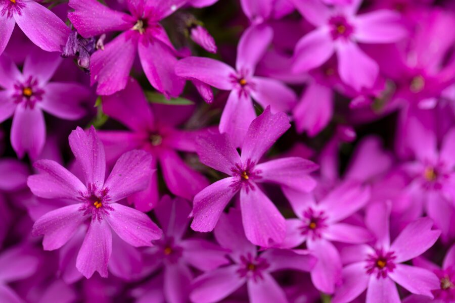 Purple Flowers Background Free Stock HD Photo