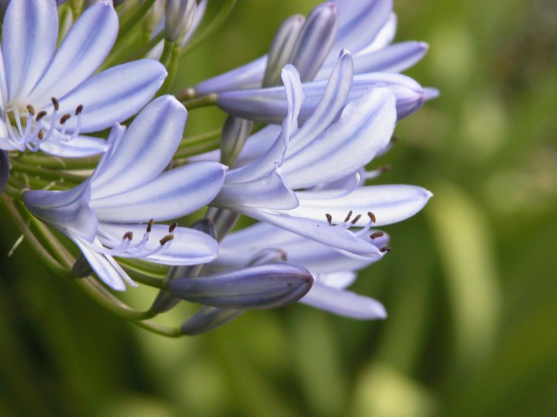 Purple Flowers Free Stock HD Photo