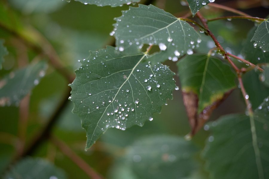 Rain on Leaves Free Stock HD Photo