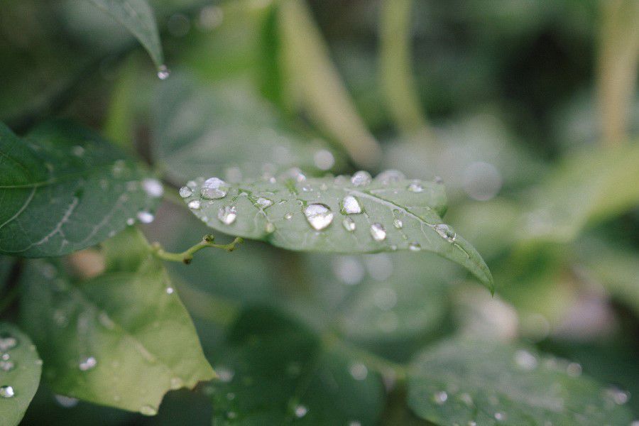 Rain Drops on Green Leaf Free Stock HD Photo