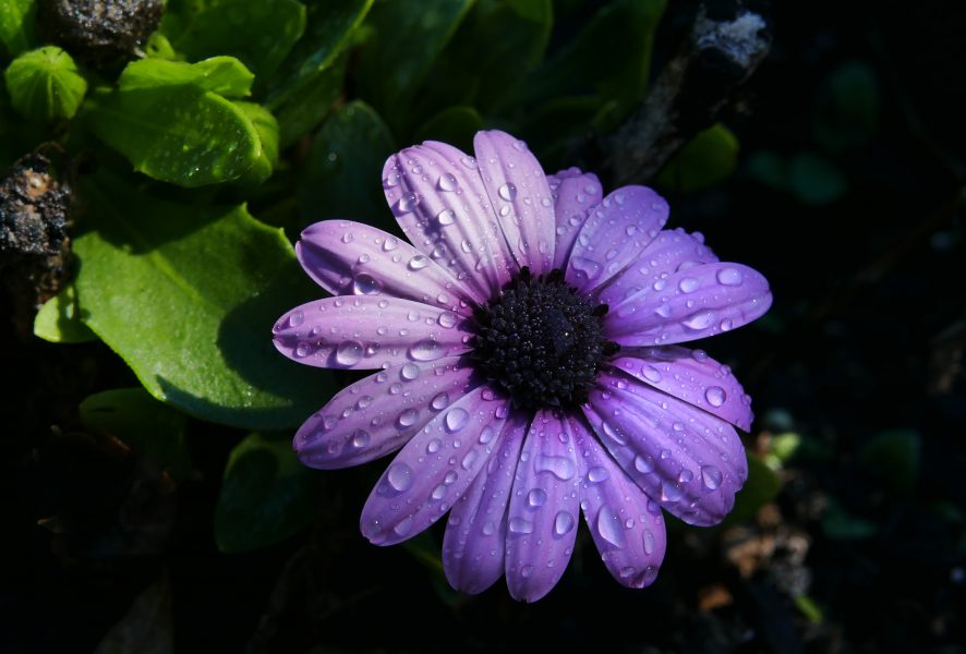 Flower Rain Droplets Free Stock HD Photo