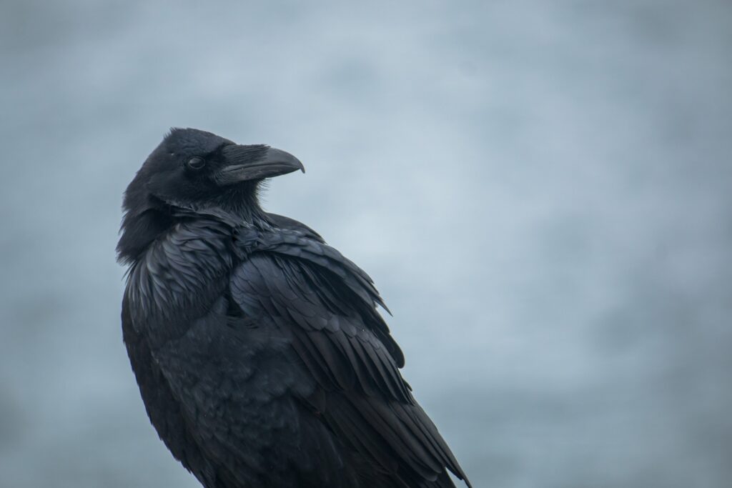 Raven Close up Free Stock HD Photo