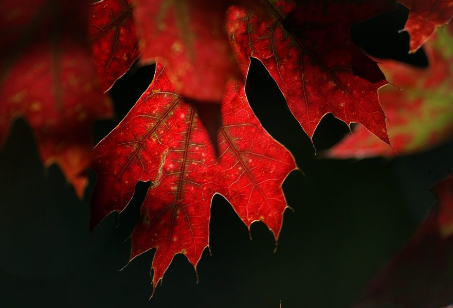 Red Autumn Leaves Free Stock HD Photo