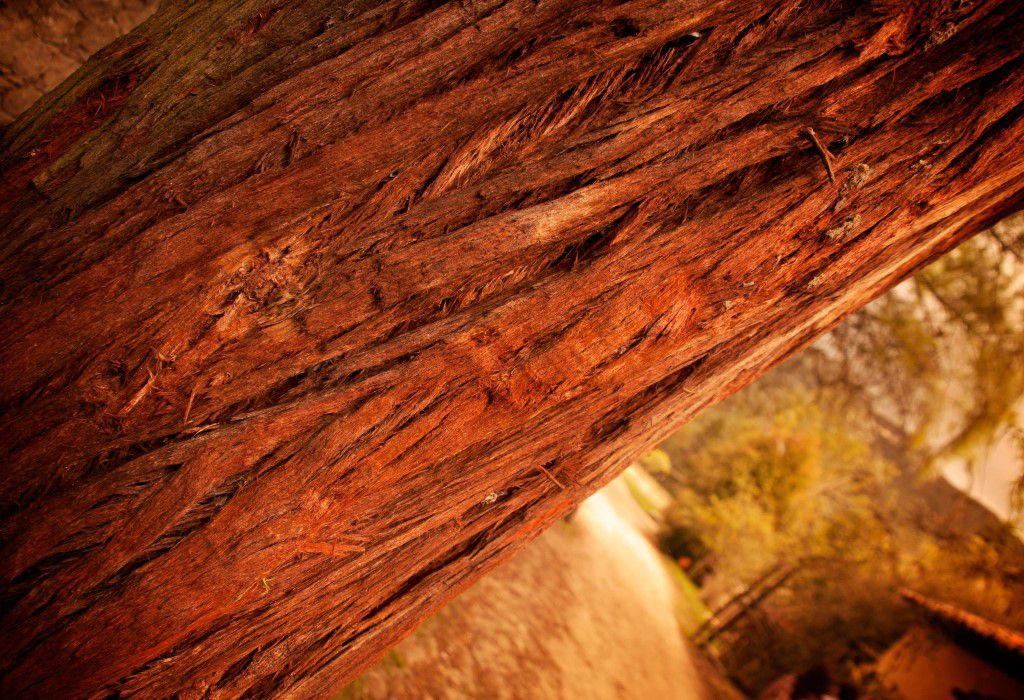 Red Bark Free Stock HD Photo