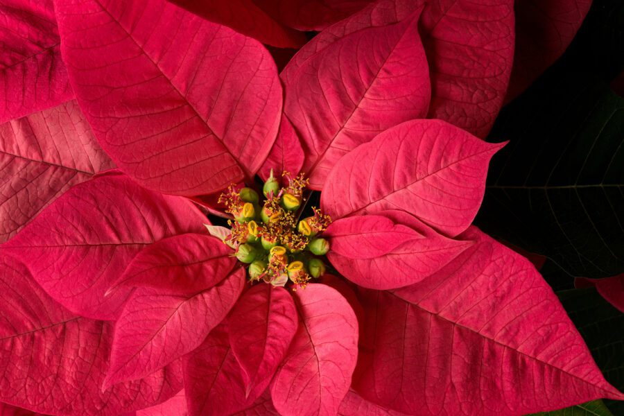 Red Leaf Plant Free Stock HD Photo