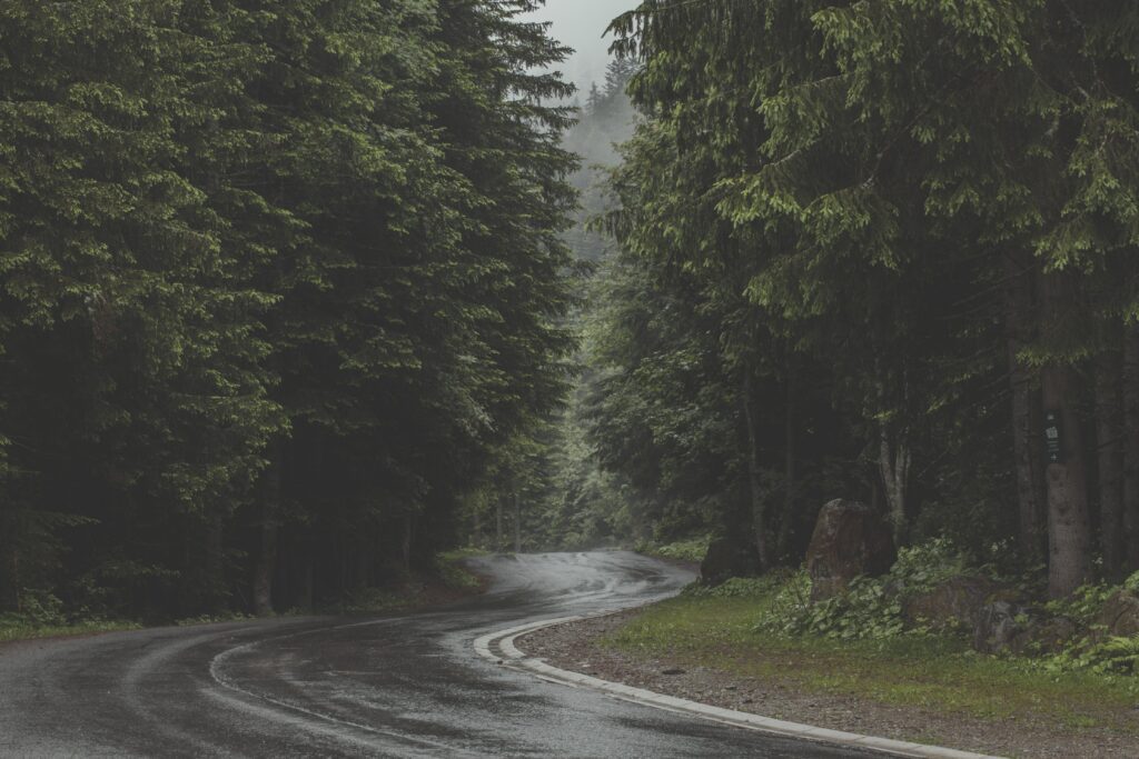 Winding Forest Road Free Stock HD Photo