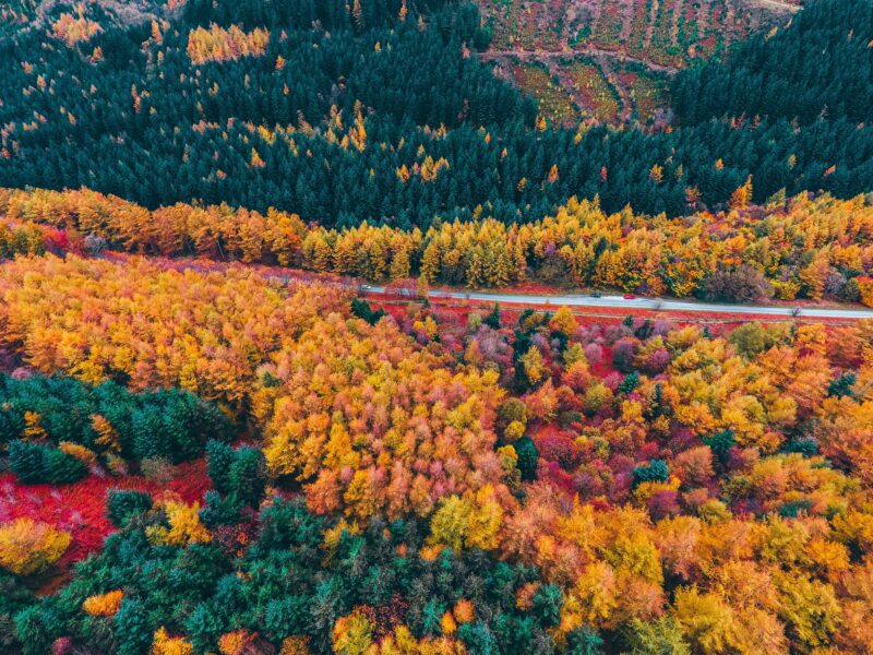 Foliage Aerial Road Free Stock HD Photo