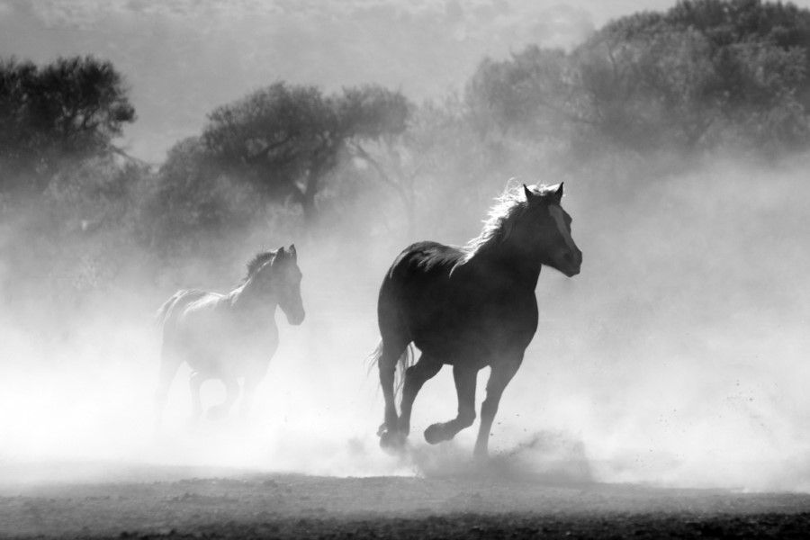 Running Horses Free Stock HD Photo