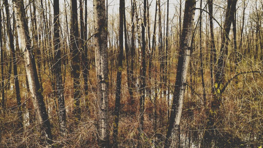 Wetland Forest Trees Free Stock HD Photo