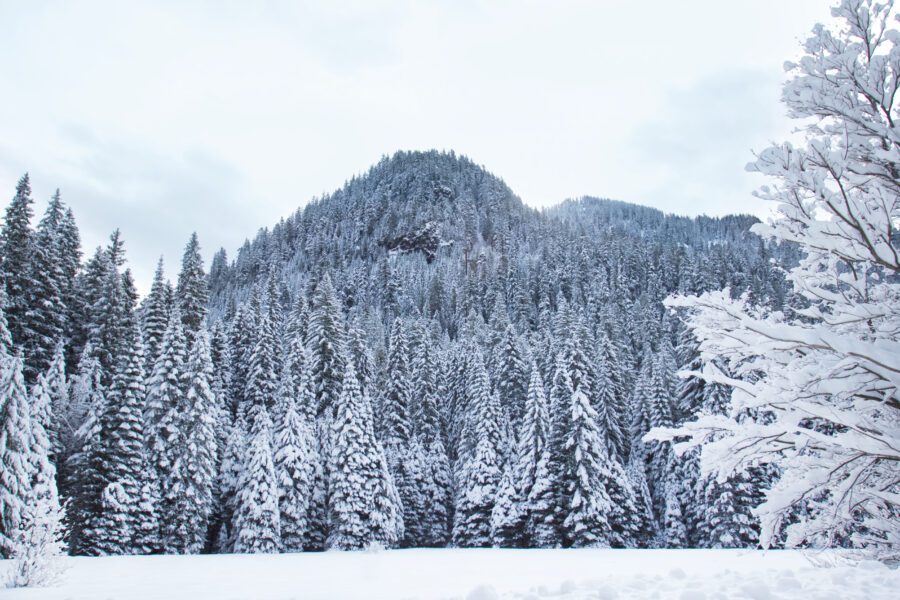 Winter Forest Snow Free Stock HD Photo