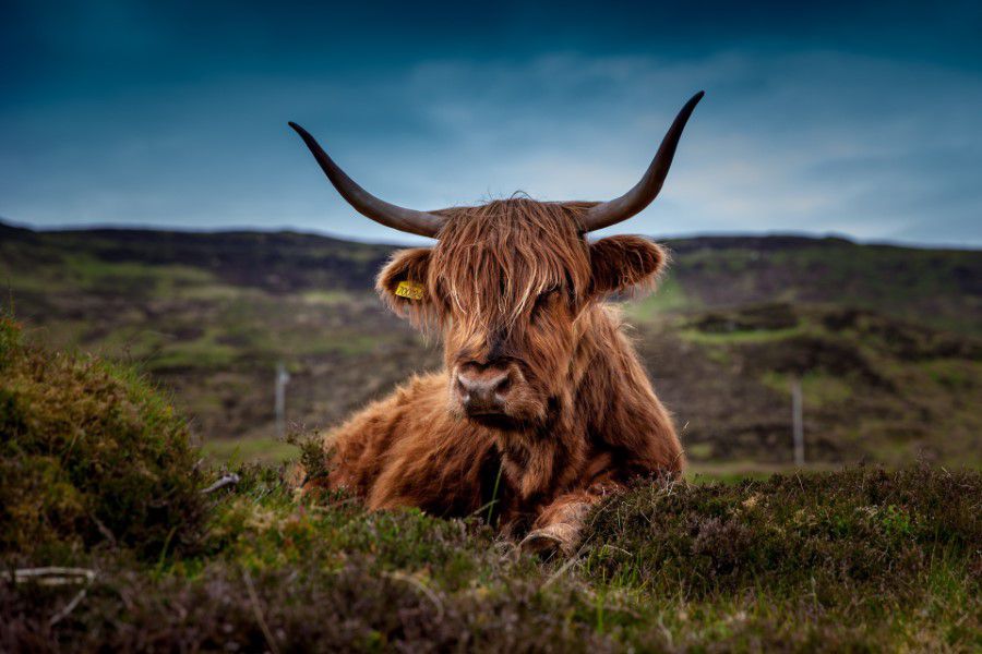 Scottish Cow Free Stock HD Photo