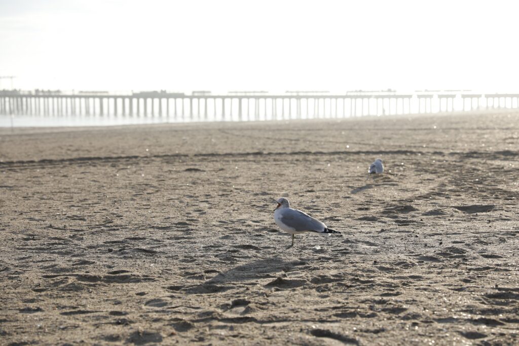 Seagulls Beach Bird Free Stock HD Photo