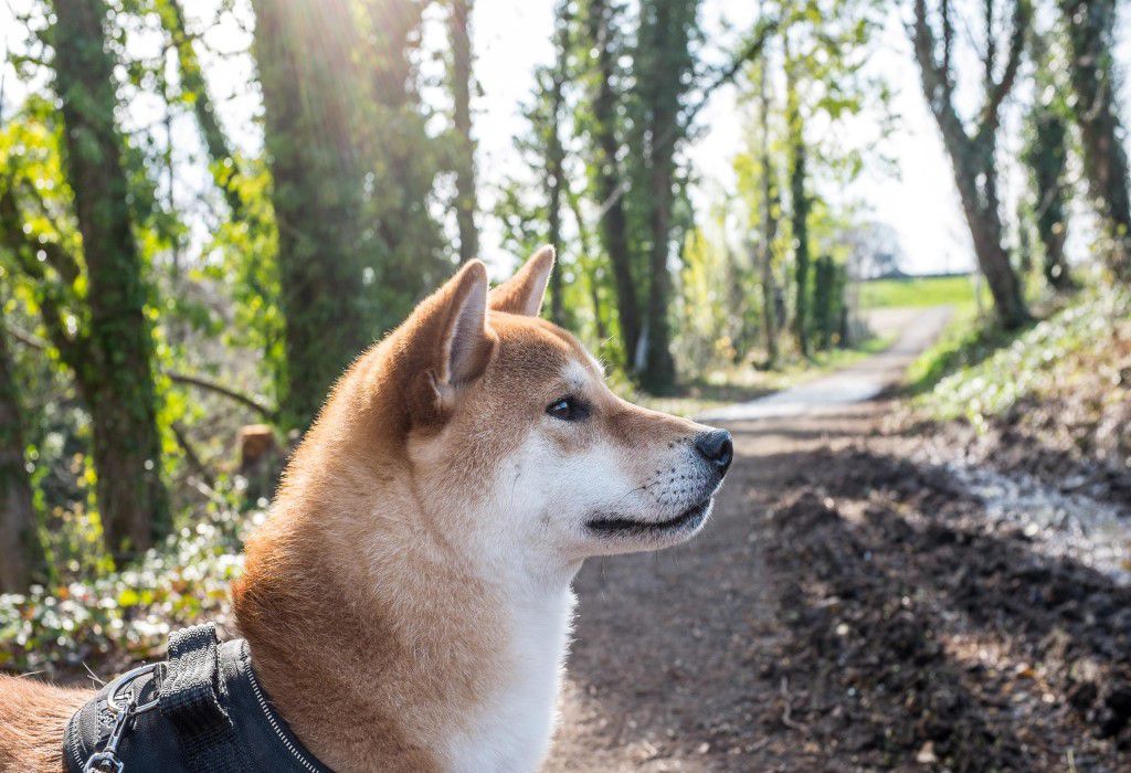 Shiba Inu – Forest Dog Walk Free Stock HD Photo